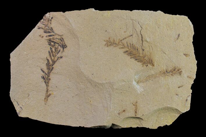 Dawn Redwood (Metasequoia) Fossil - Montana #153722